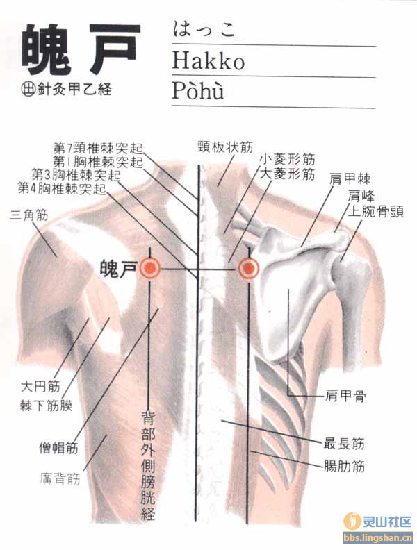 魄户穴