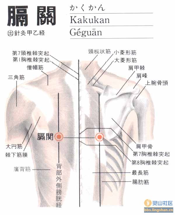 膈关穴