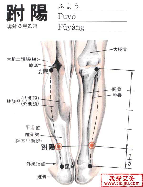 跗阳穴